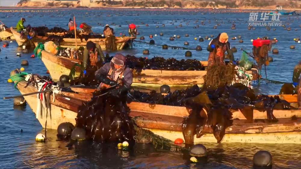 山东荣成：18万亩海带进入间割收获期