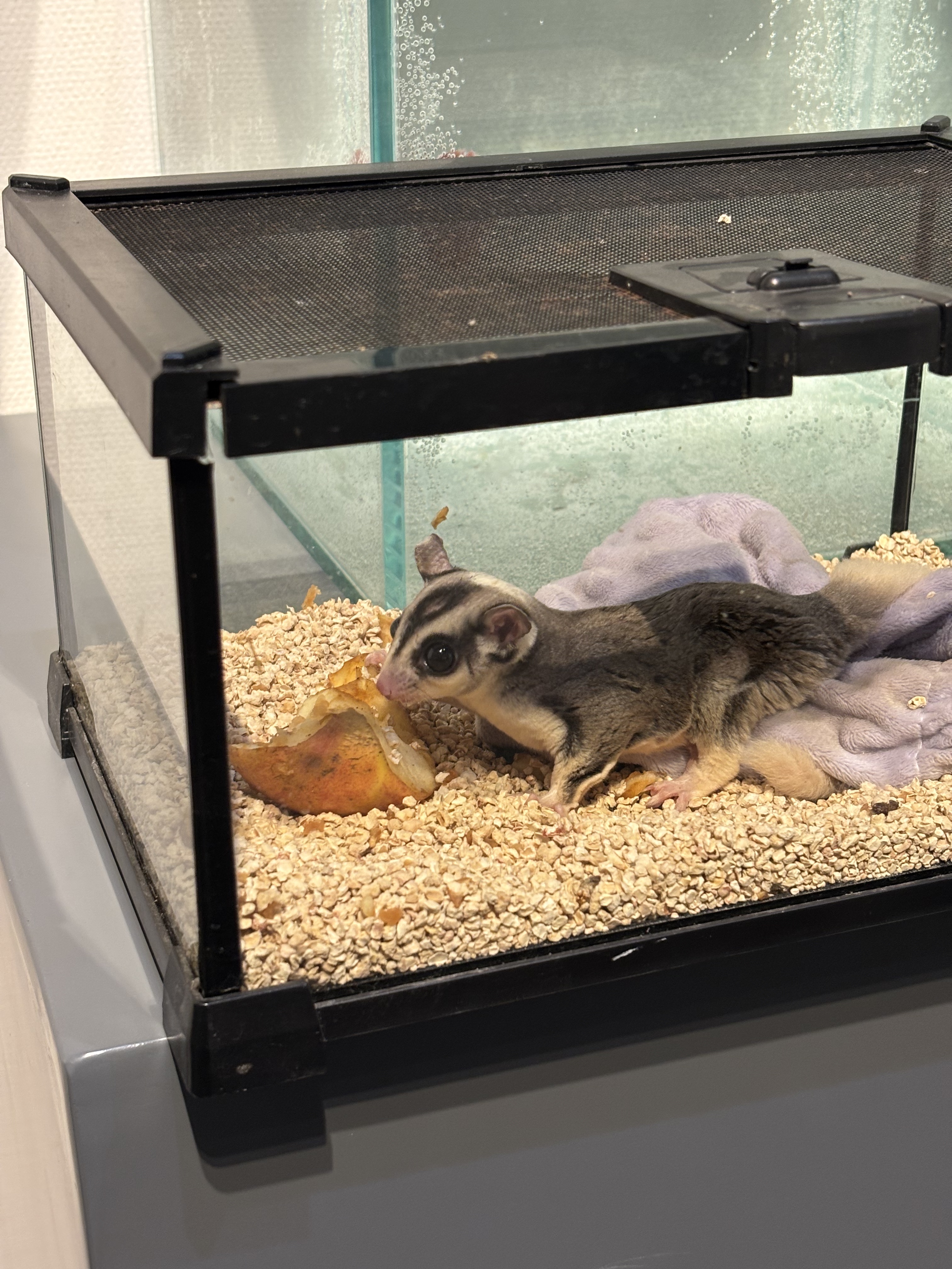 “时光印记”爬宠特展亮相泉城：在琥珀与活体间，探寻亿万年的生命回响