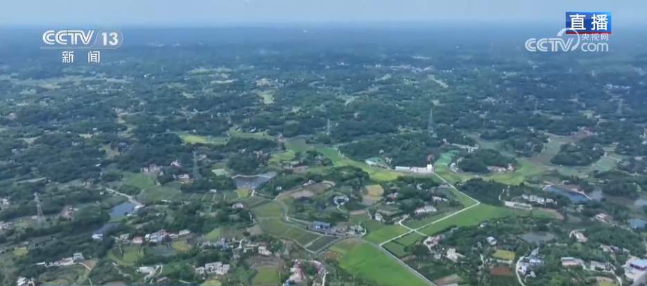 新模式打造新“稻”路 “水稻+”绘就希望的田野好“丰”景