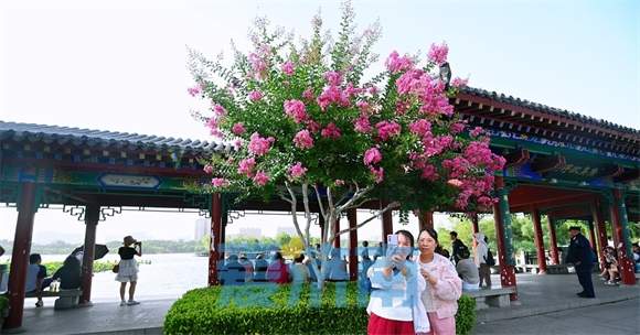 济南大明湖畔“夏紫薇”盛夏迎风开