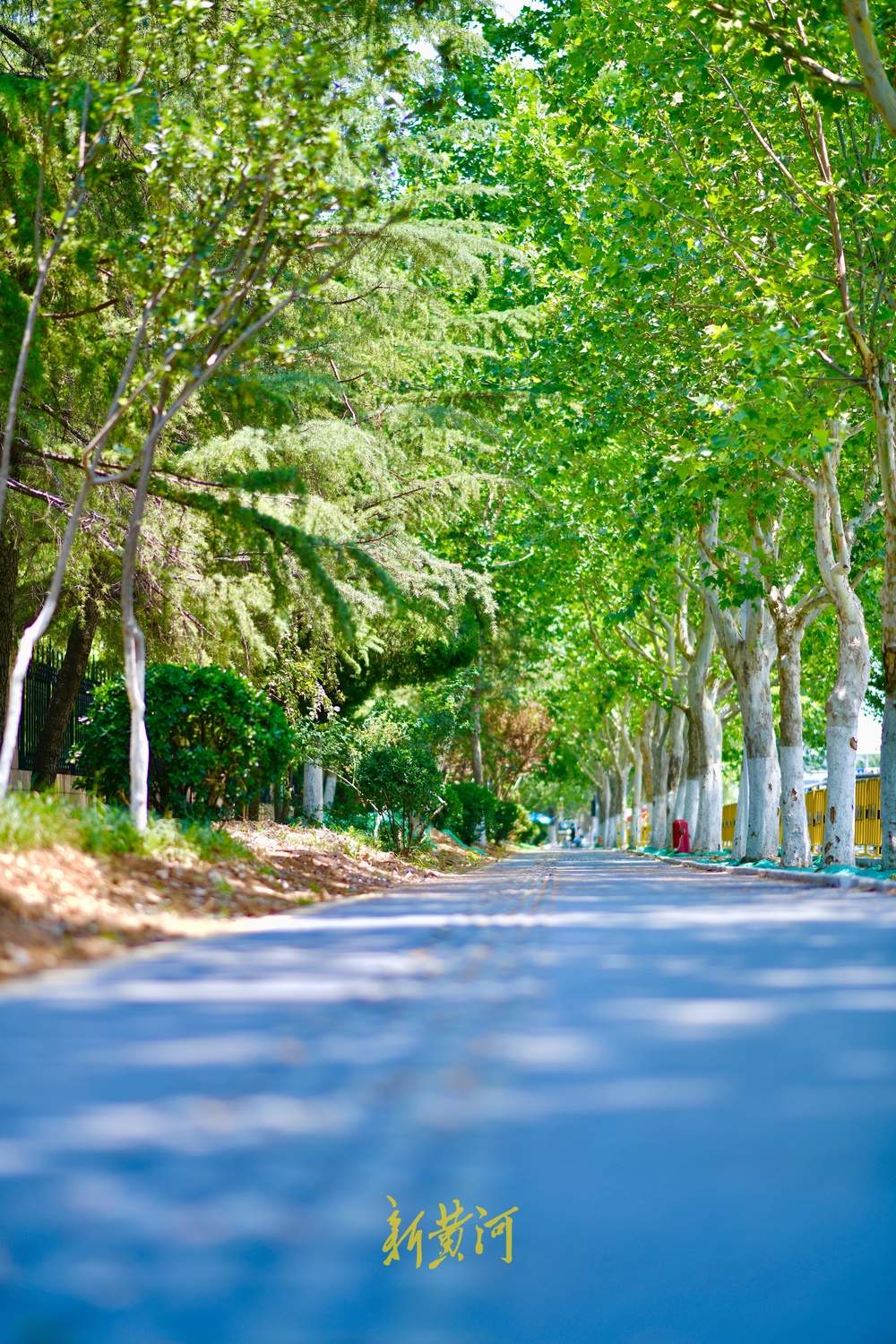 济南工业南路细节提升改造，突出生态环保荷元素主题