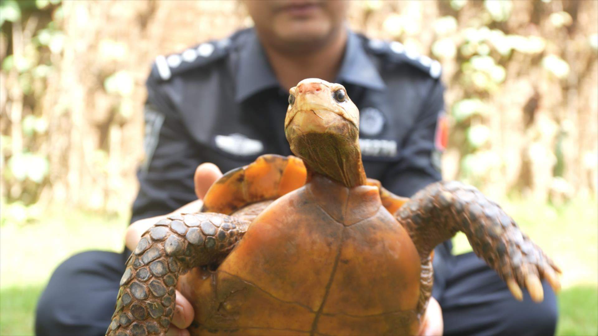 憨态可掬！巡边民警捡到4只国家一级保护动物