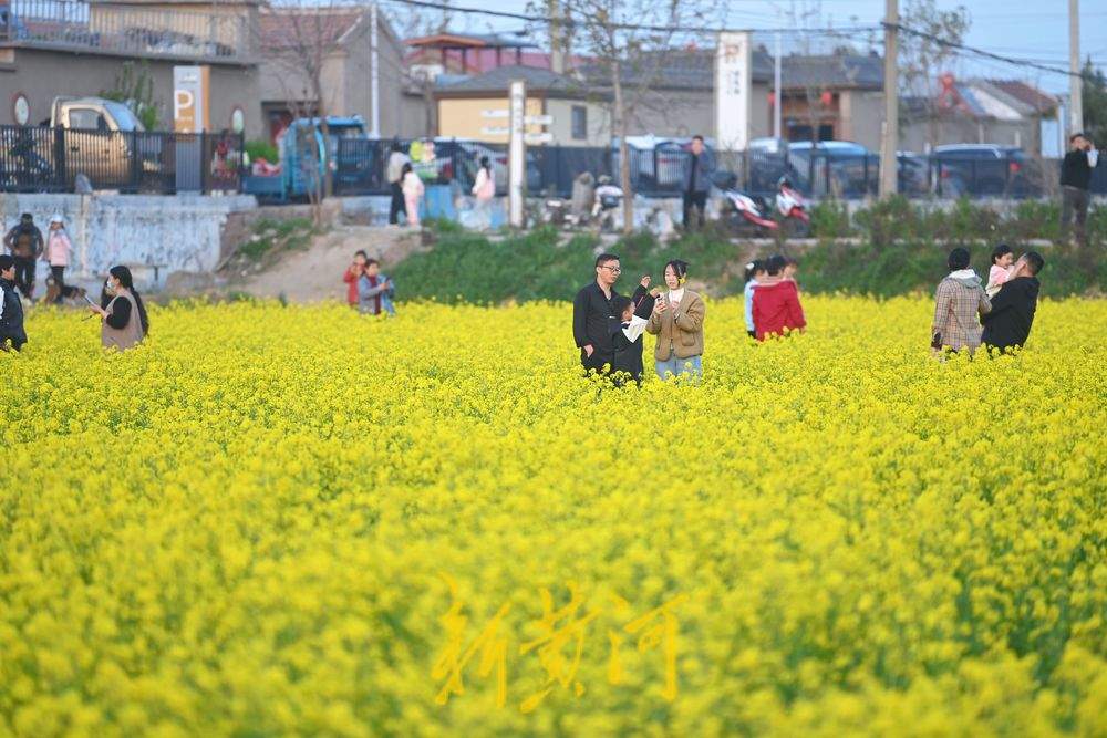 清明踏青赏花正当时 金色油菜花海引客来