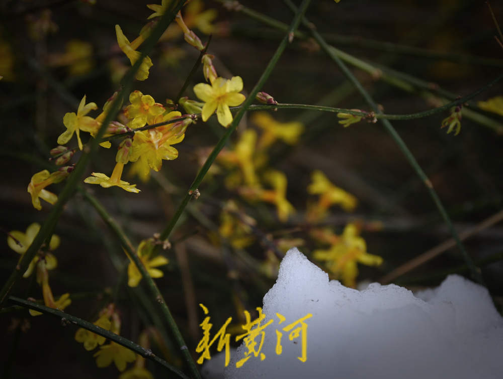 春寒料峭，百花洲景区迎春花雪中绽放