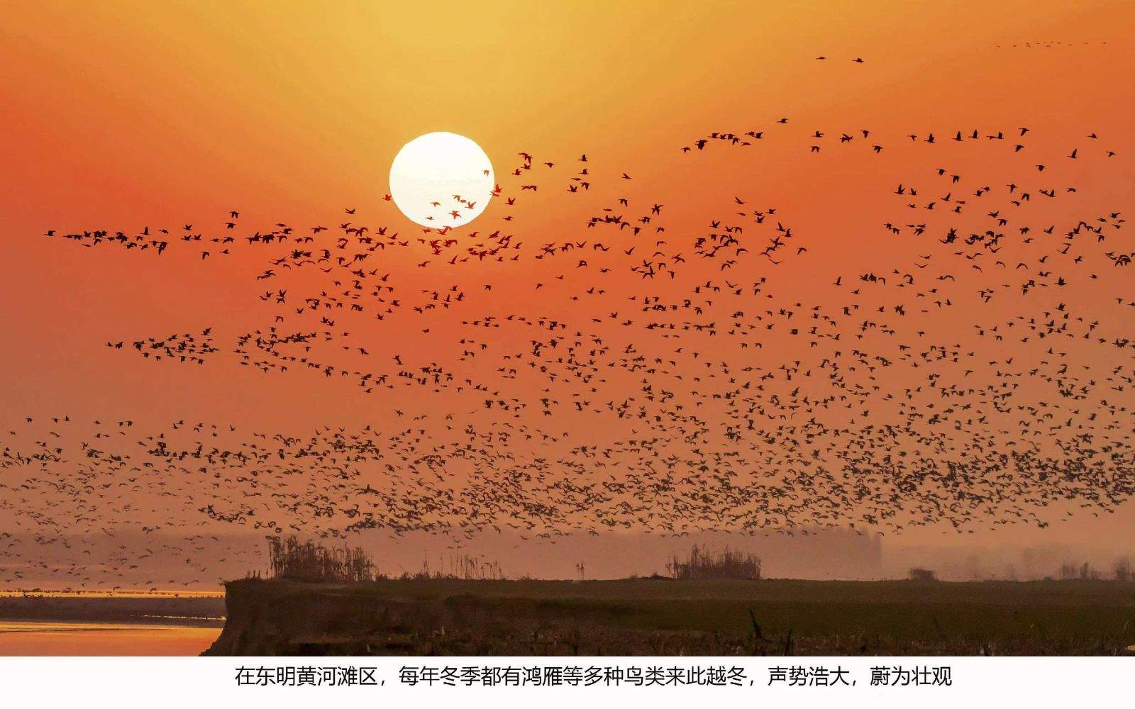 世界动物日,看山东“守护”