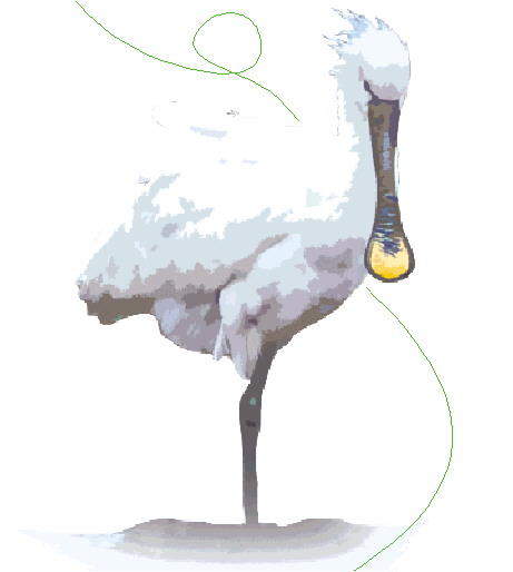 4个新发现珍稀物种种群 讲述山东“多样”故事