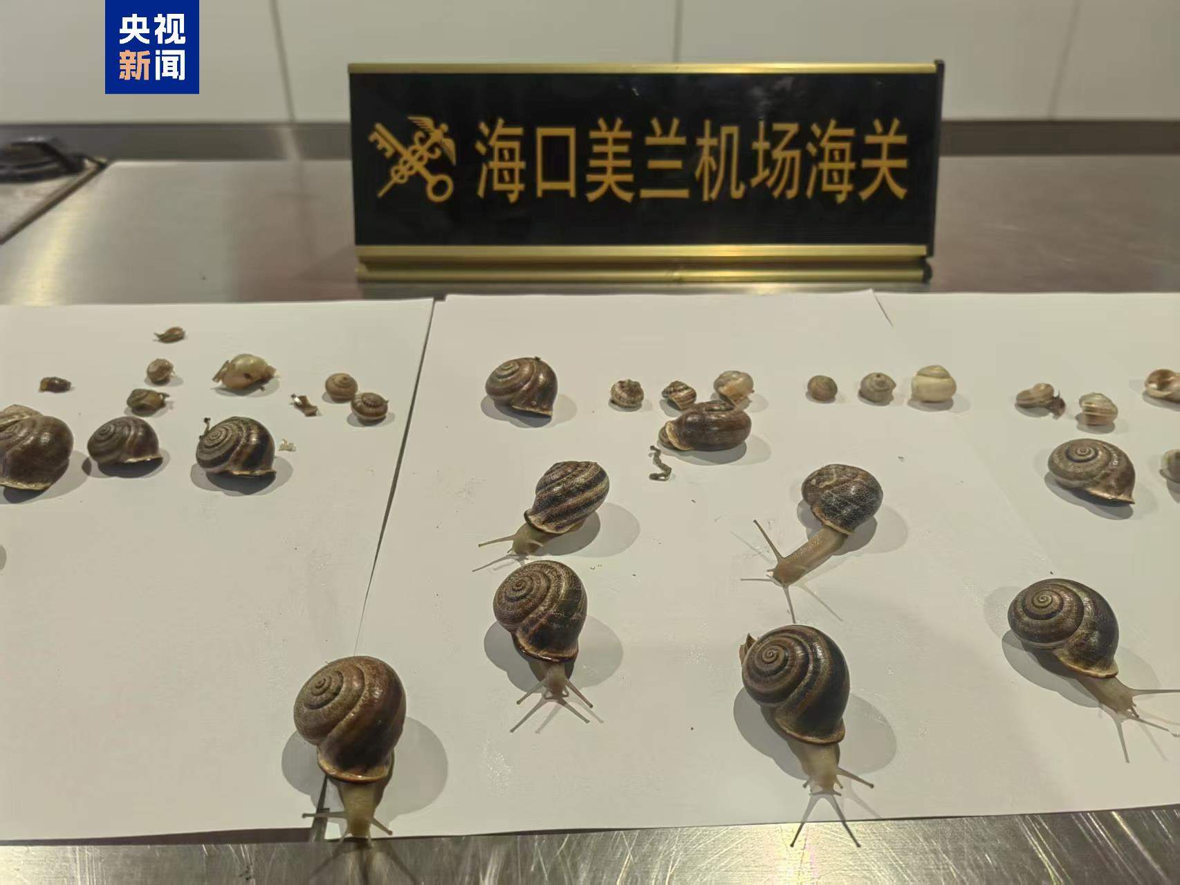 严防有害生物入侵 海口海关查获进境“异宠”活体蜗牛