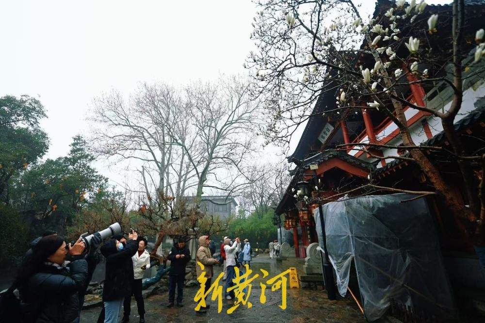 美极了 趵突泉畔玉兰花开遇济南春雪