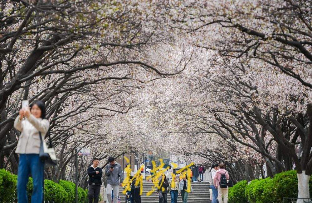 “樱花大道”繁花盛开 山师校园紫叶李竞相绽放