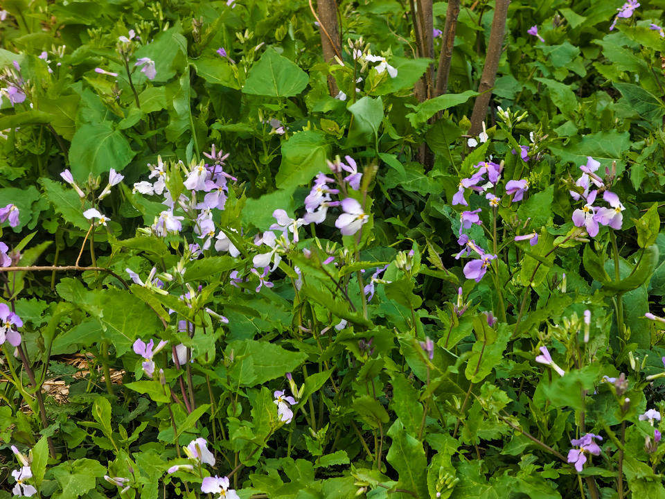 济南树荫下的二月兰开始绽放，紫色浪漫大片即将上演