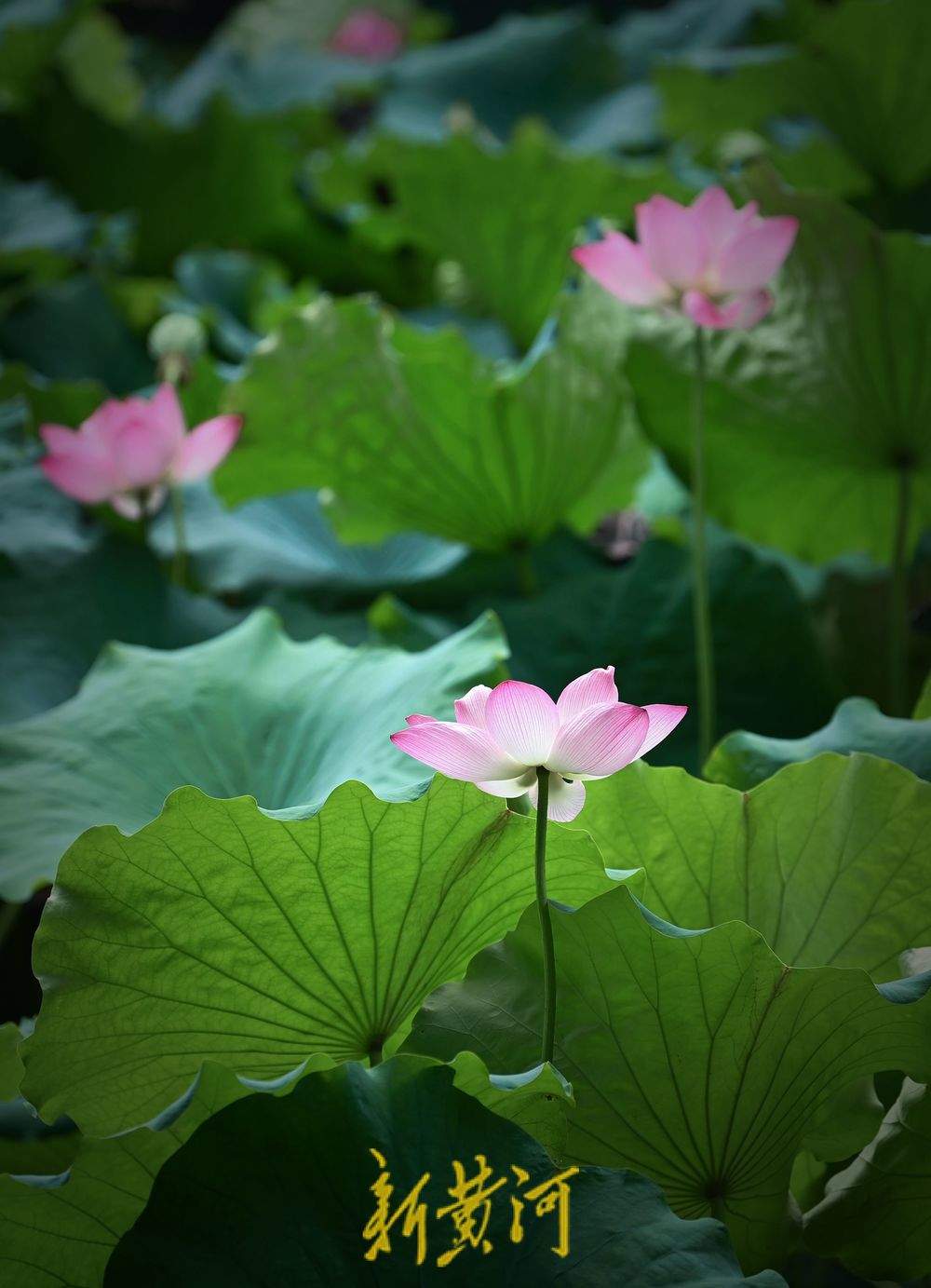 泉城荷花绽放点缀初秋