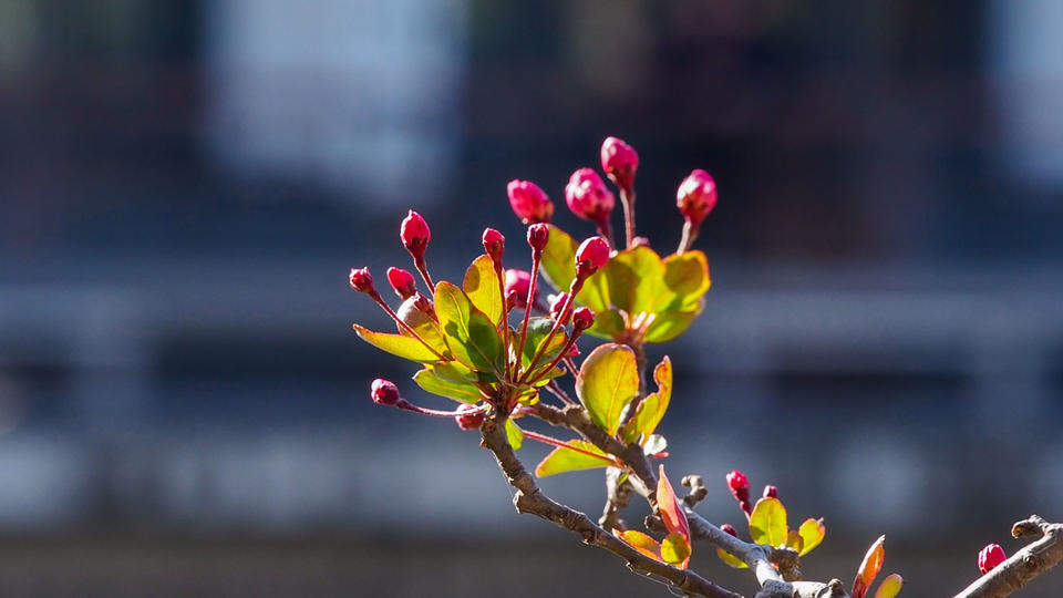 春分要来暖风吹，济南泉边大面积海棠花含苞待放