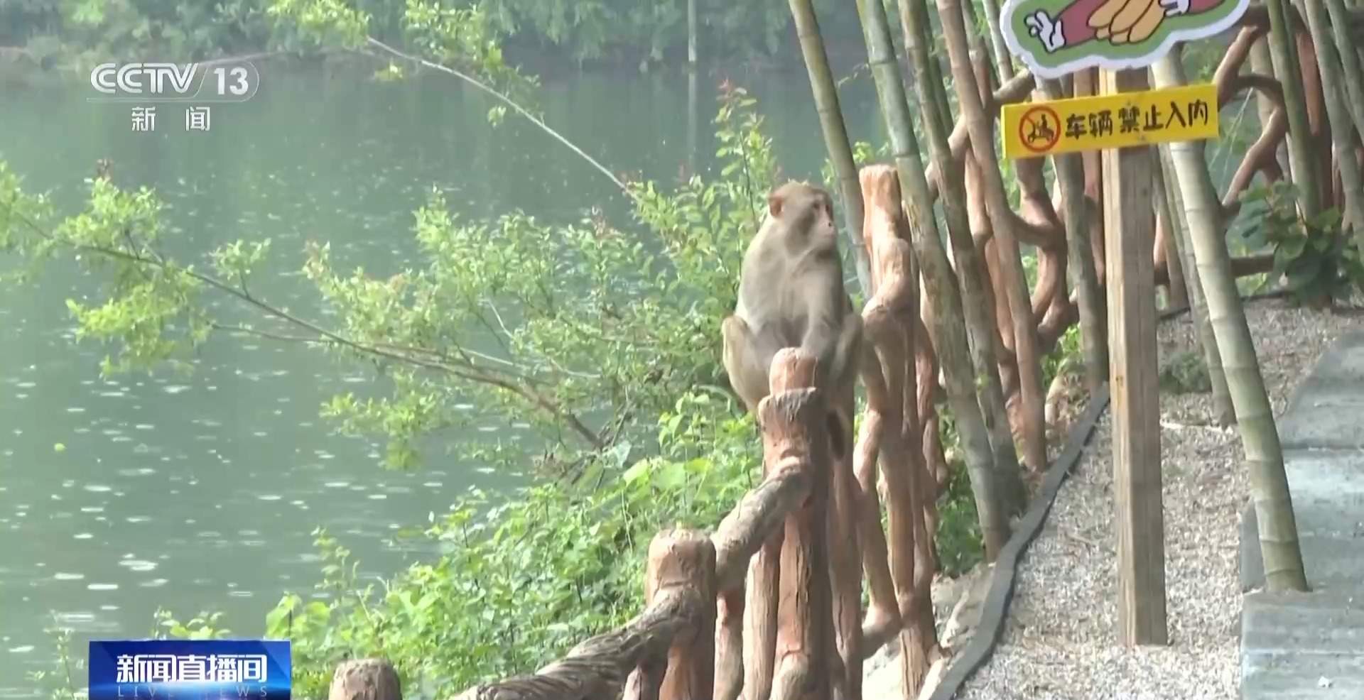 江苏一景区“月均6万元收编泼猴”引关注 “人猴冲突”如何解决?