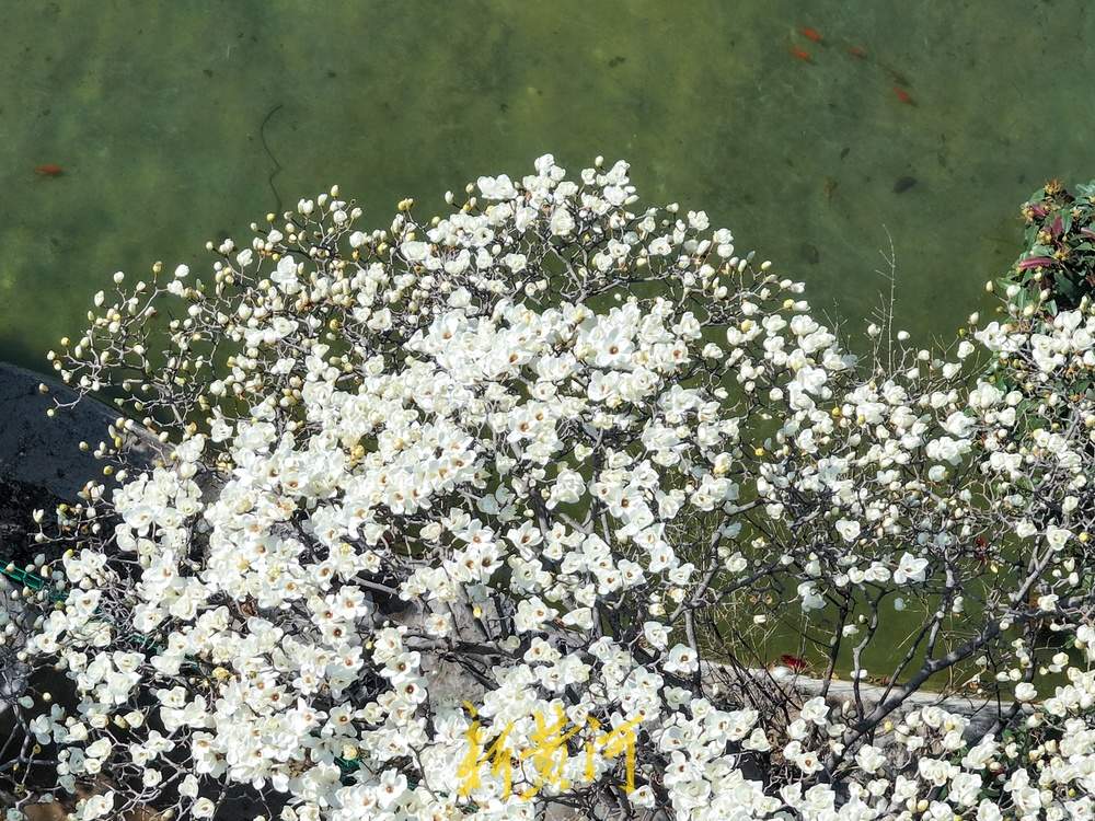 又见玉兰花开！济南百花公园赏花热 