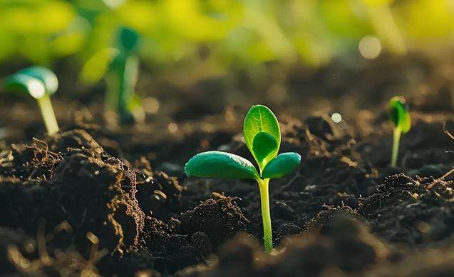 植物有大脑吗?有记忆吗? 农科院专家解答植物的浪漫“意识”