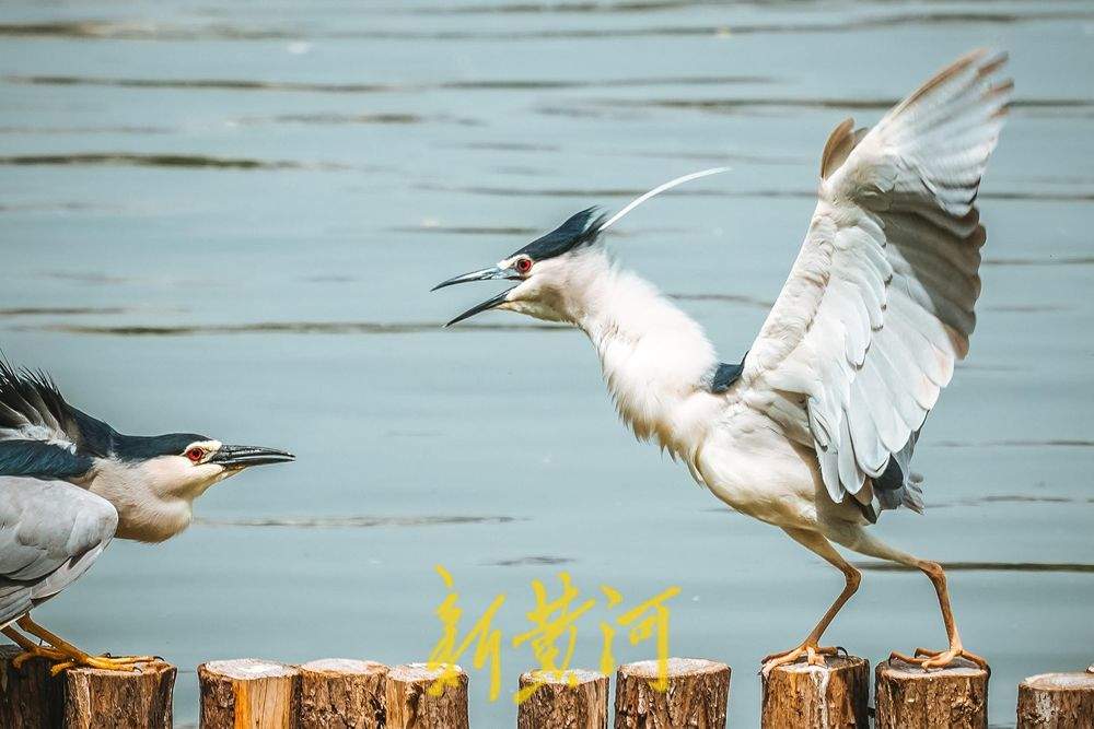 济南大明湖夜鹭翩跹，春意盎然绘就生态画卷