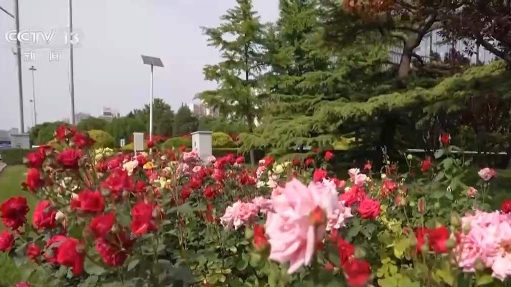 去年完成国土绿化任务超1亿亩 中国成为全球增绿最快最多国家