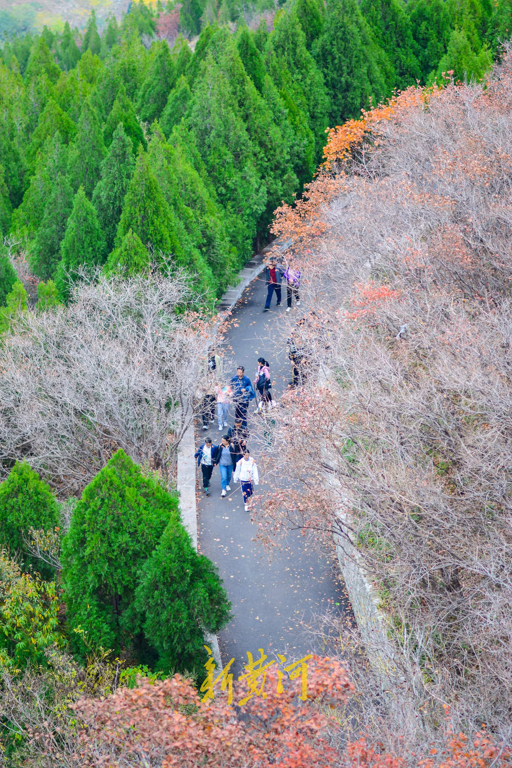 初冬时节红叶漫山，市民纷纷登山赏叶