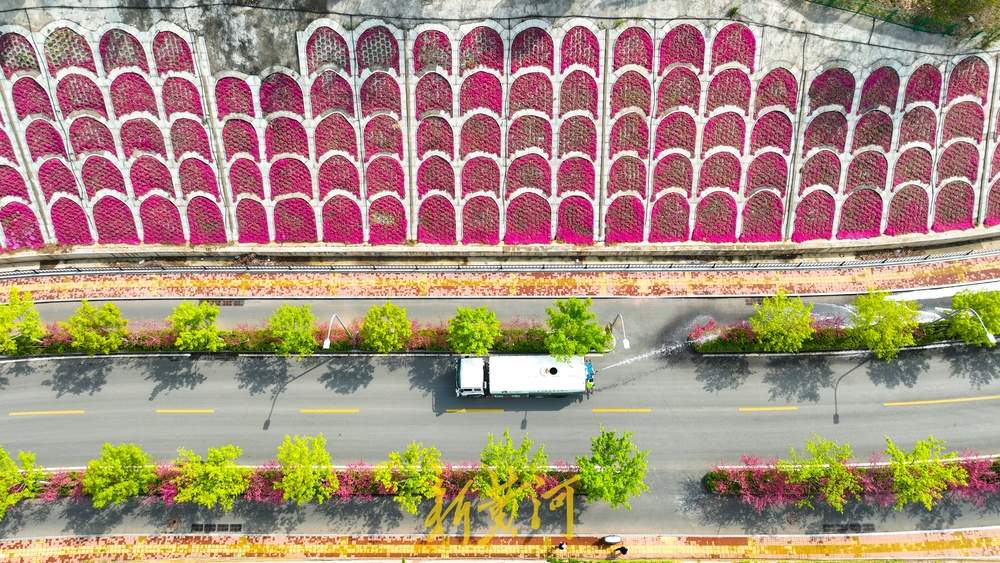 惊艳！鳌角山山体公园现玫红色鱼鳞状花堤
