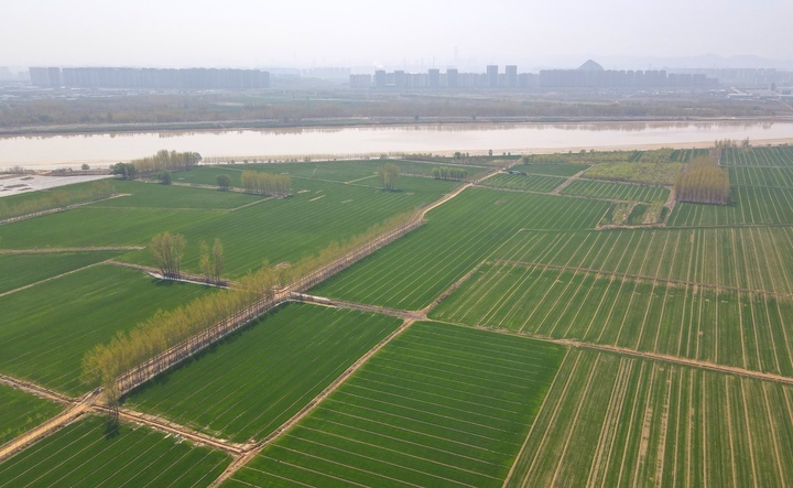 济南黄河生态草坪基地图片