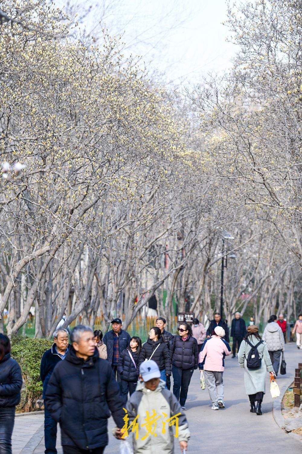 繁花即将上线！济南百花公园玉兰大道3月将迎最佳观赏期