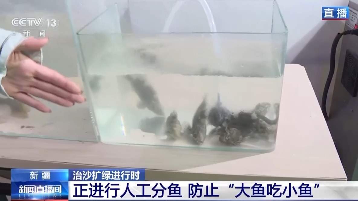 沙漠里如何养海鲜?解锁塔克拉玛干沙漠的水产养殖密码