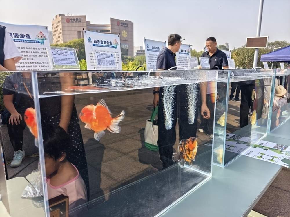 首届“好鲤山东”锦鲤大赛决赛在济举行,来自德州的家养锦鲤斩获全场总合冠军