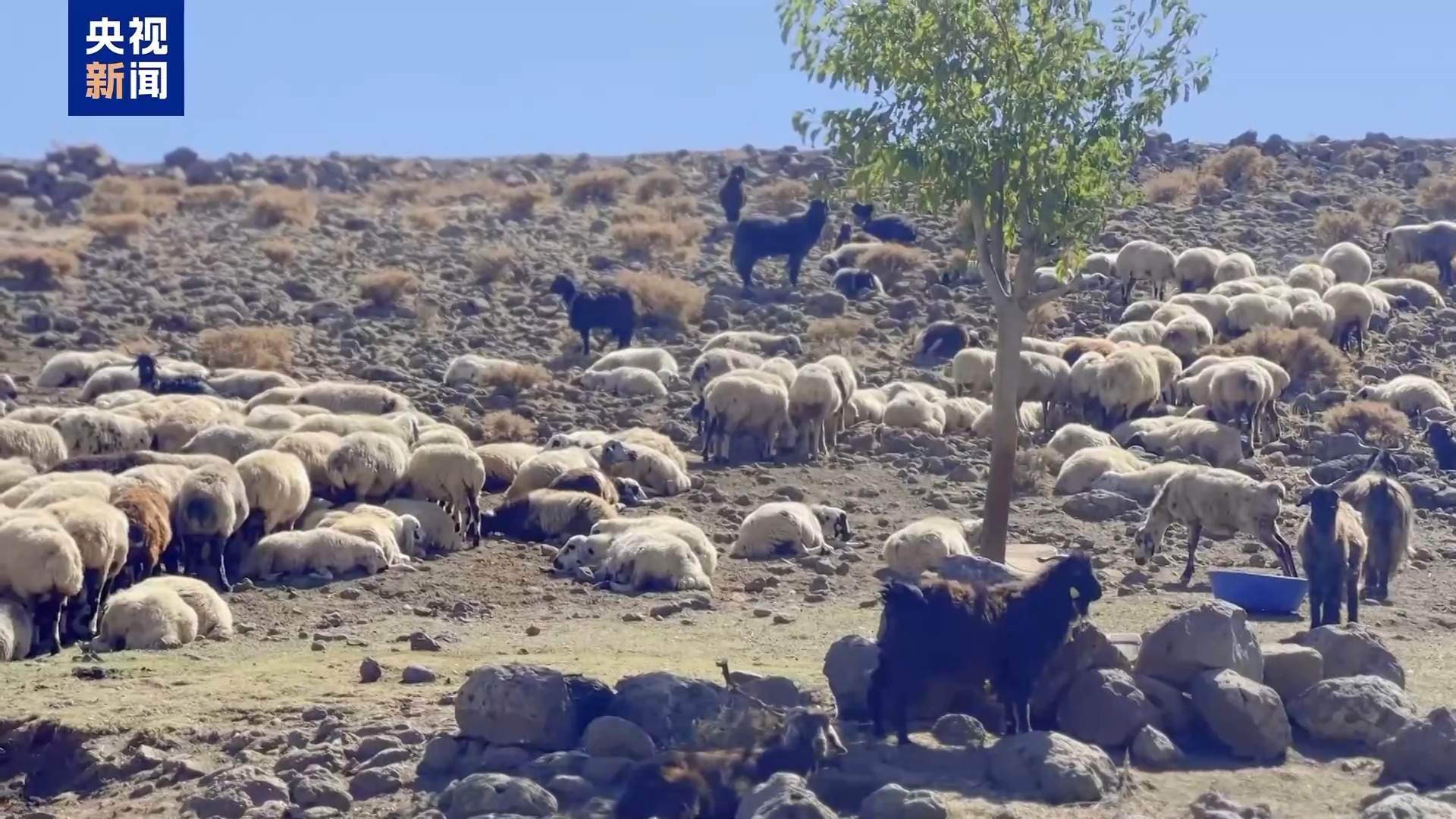 高收入岗位无人问津 土耳其遭遇“牧羊人危机”