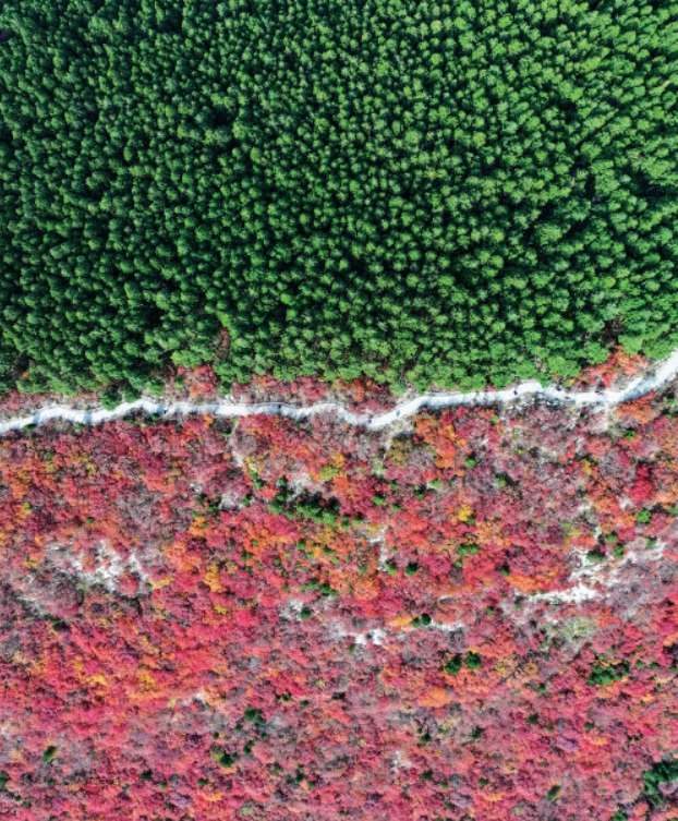 只羡“鸳鸯”不羡仙