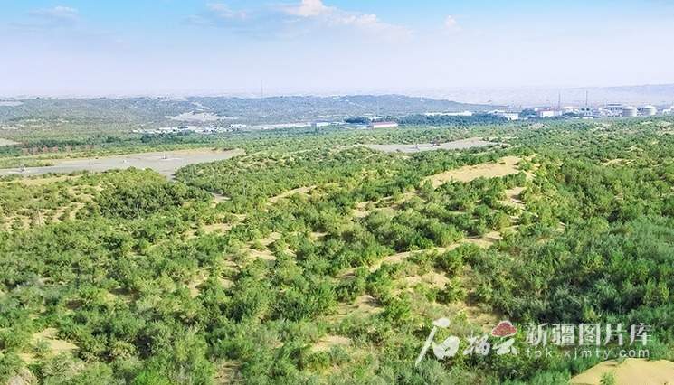 大国工程看新疆·天山观察丨阳光“养绿”首条零碳沙漠公路