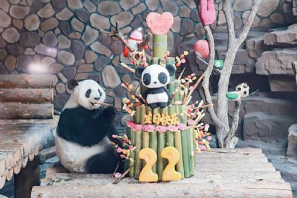 Ya Shuang Turns 22: Jinan’s National Treasure Celebrates Another Year of Brilliance