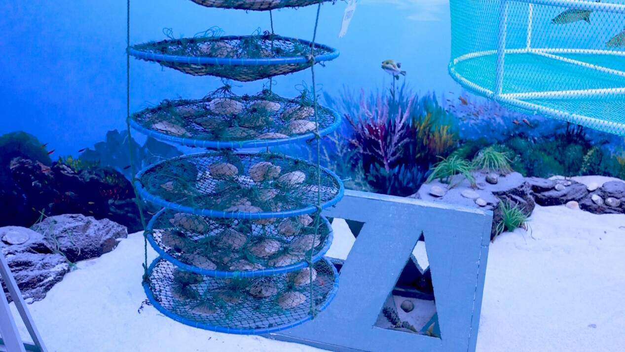 经济大省挑大梁｜种海带种成“叠叠乐” 立体生态养殖让水质优化渔民增收