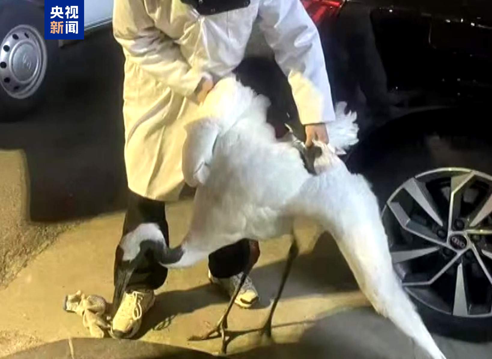 丹顶鹤撞高压电线坠落被发现 已运回保护区转危为安