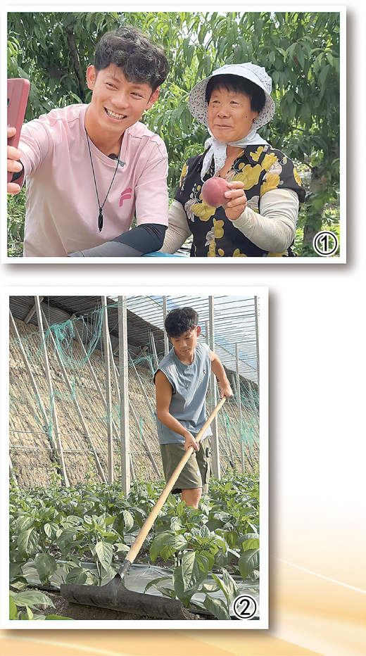 山东潍坊95后青年许多放弃大城市工作机会来到农村——建大棚种彩椒，回乡当起“农创客”（我的家乡我建设）