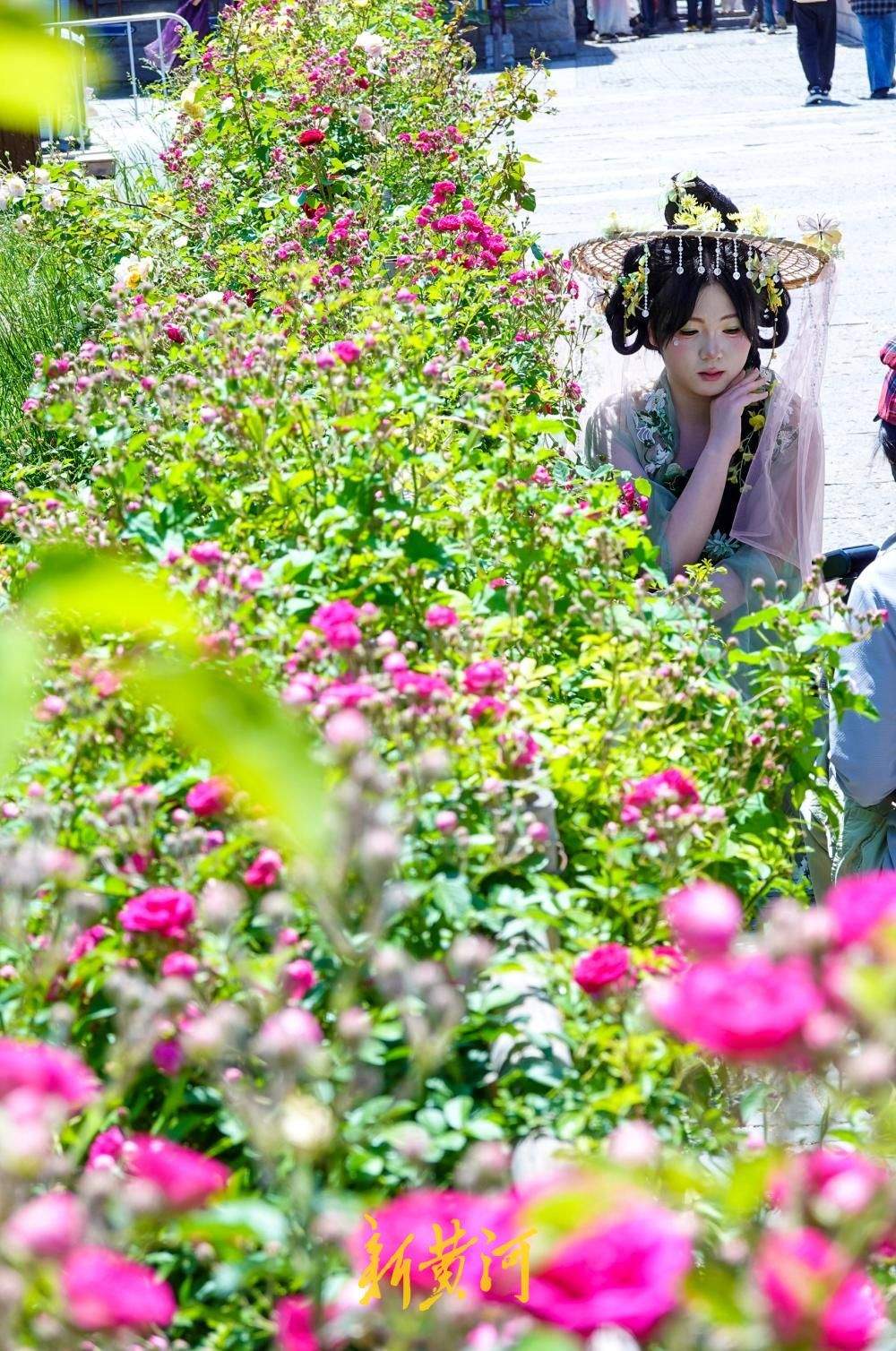老城区新晋花墙打卡点  解锁济南初夏浪漫