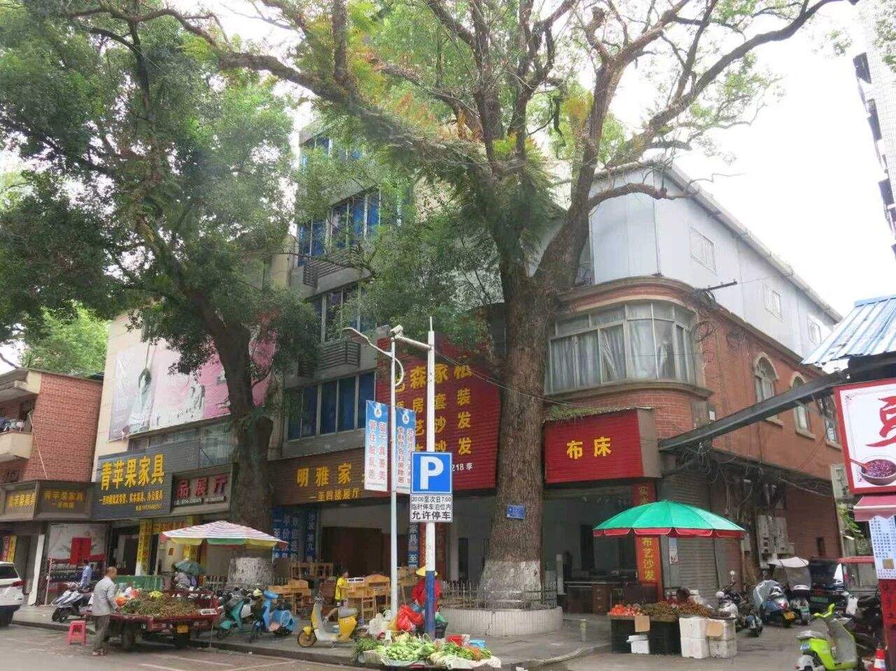 男子多次给220年珍贵古树投毒，竟是这个原因