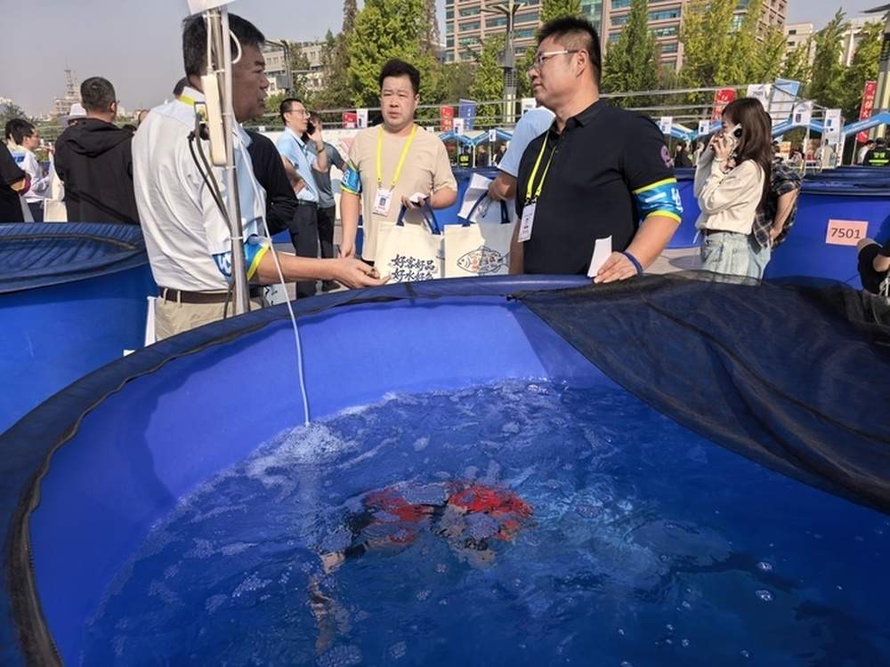 首届“好鲤山东”锦鲤大赛决赛在济举行,来自德州的家养锦鲤斩获全场总合冠军