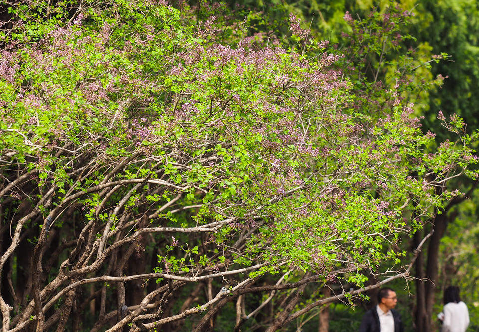 又见丁香花开，香气四溢引游人