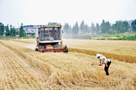 山东6000多万亩小麦陆续开镰 全省将进入小麦机收高峰期