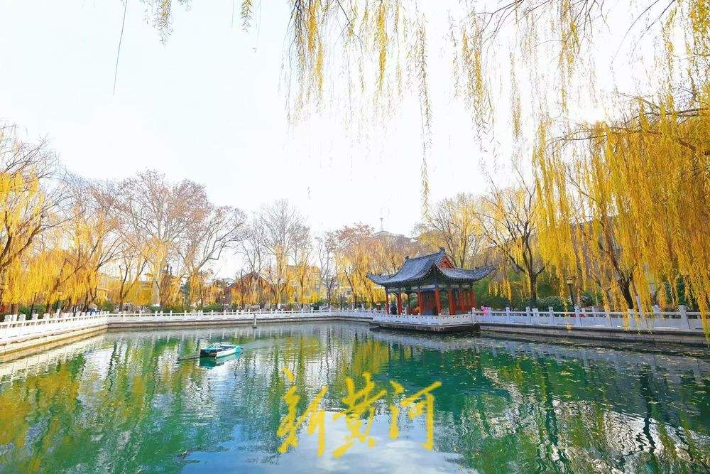 济南珍珠泉畔杨柳轻垂，尽显冬日胜景