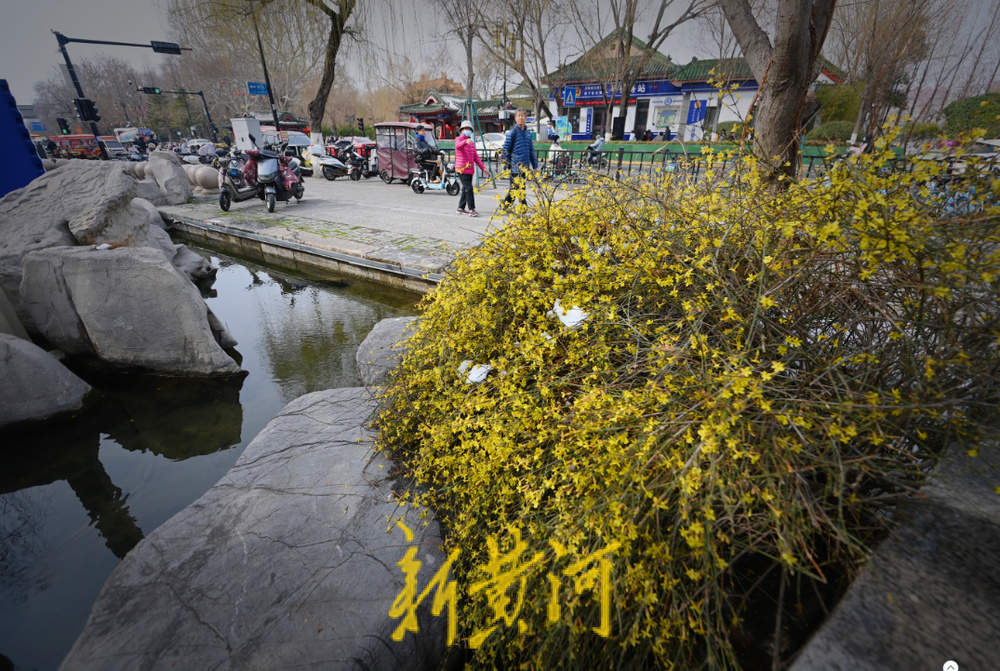 春寒料峭，百花洲景区迎春花雪中绽放
