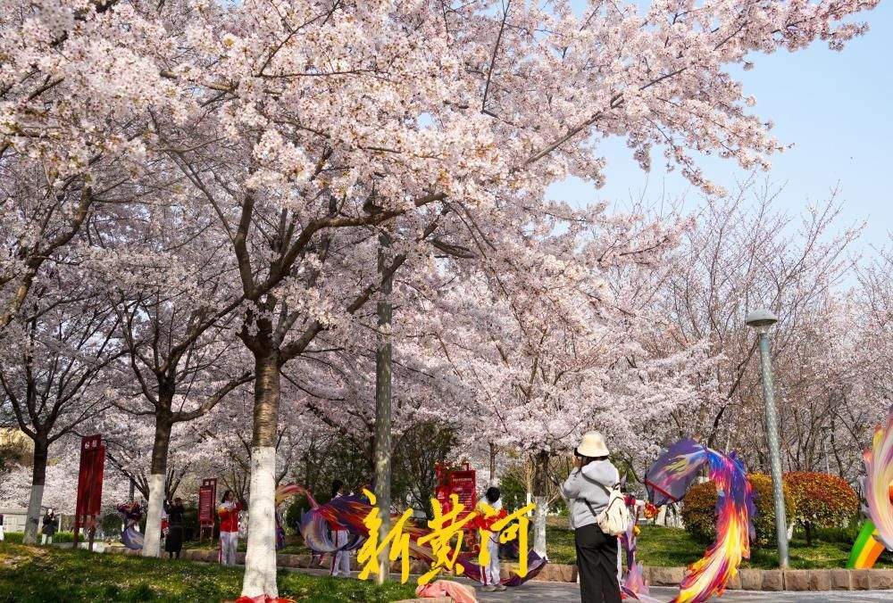 一年四季 泉在济南丨滨湖广场700余株樱花进入最佳观赏期