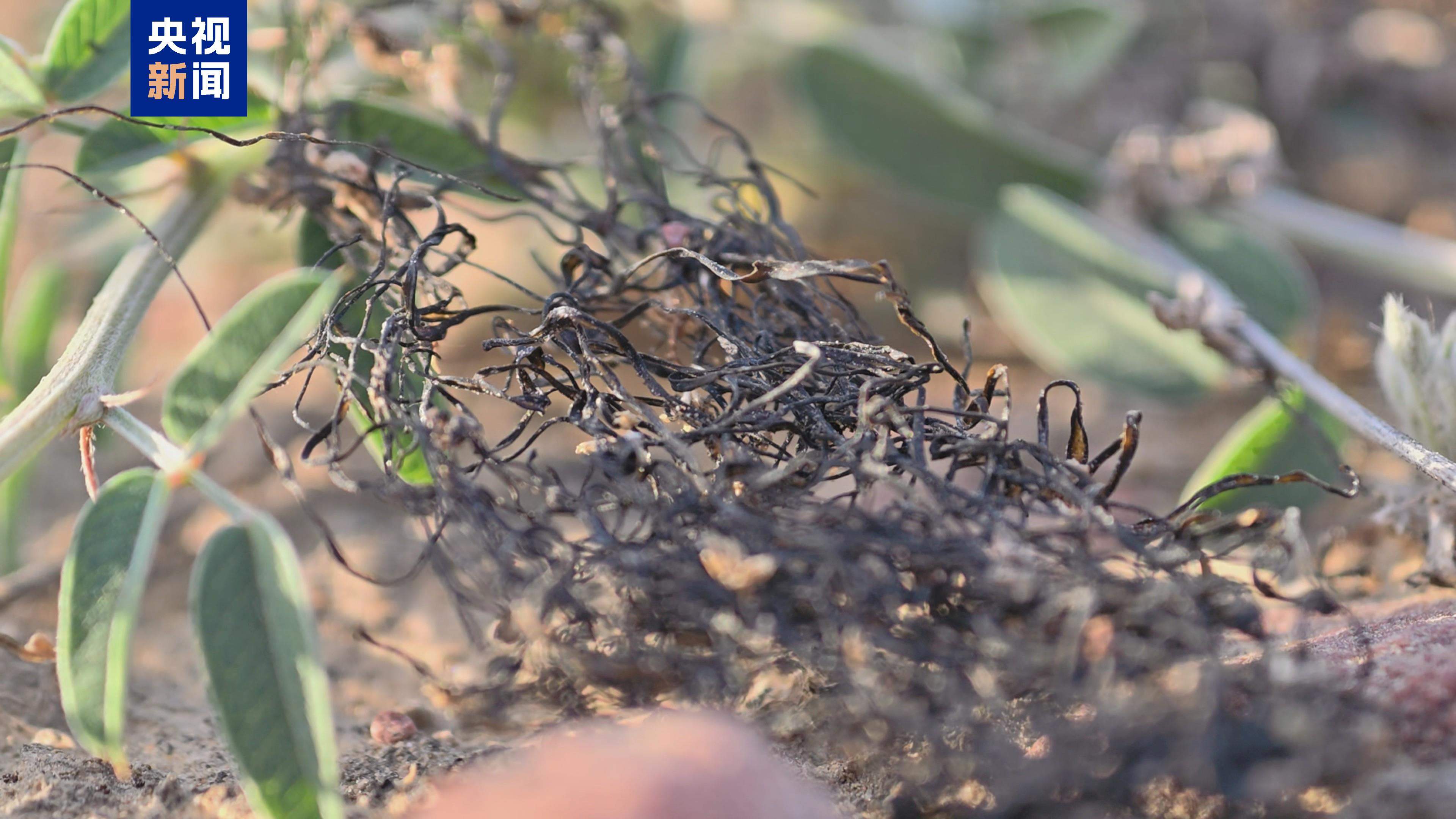 “头发”长在沙地上?宁夏发现大规模国家一级保护植物发菜群落