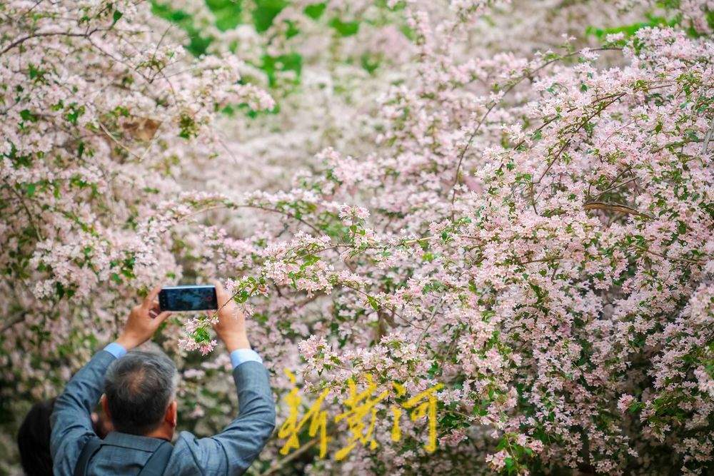 一年四季 泉在济南｜人在花中游 猬实花盛开绘就泉城春日盛景