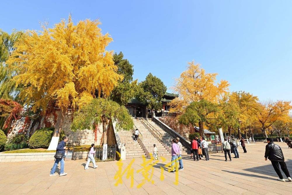 济南大明湖畔银杏树披金衣，市民打卡赏秋景