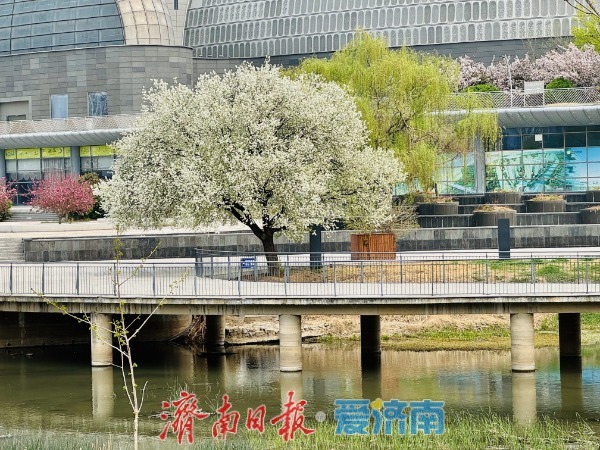 一树繁花映新城 腊河畔杜梨绽放绘春景