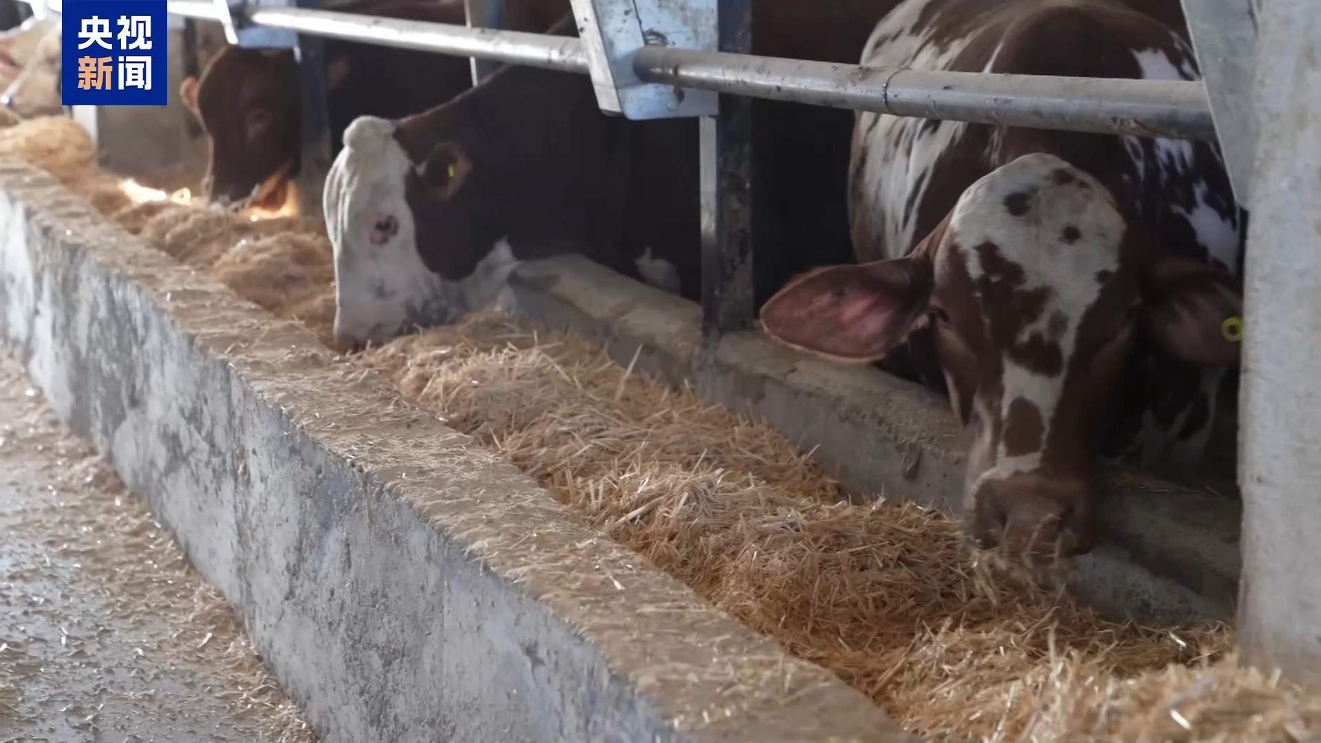 高收入岗位无人问津 土耳其遭遇“牧羊人危机”