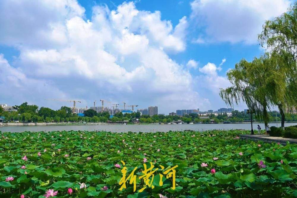 一年四季 泉在济南｜雨后泉城颜值爆表 大明湖蓝天白云荷景如画