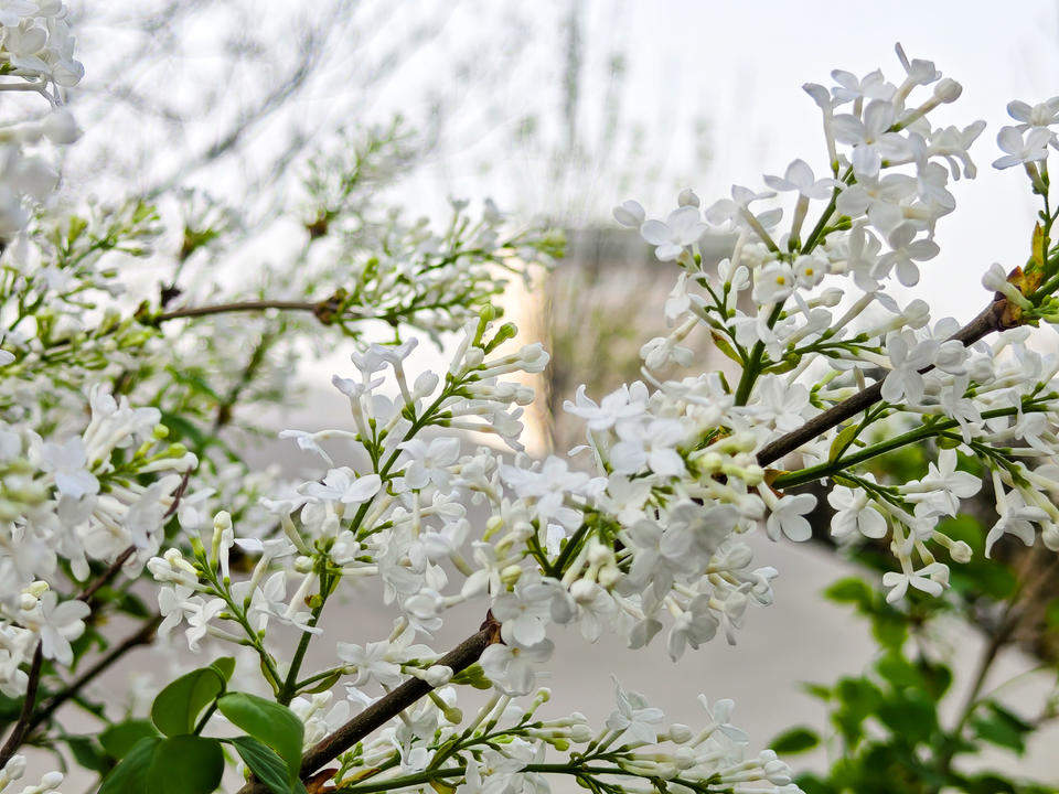 又见丁香花开，香气四溢引游人