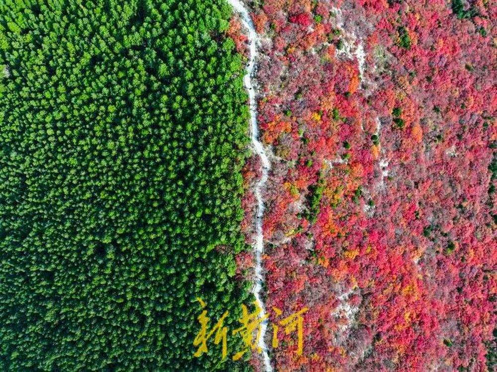 半山苍翠半山红！济南“鸳鸯火锅”惊艳上线
